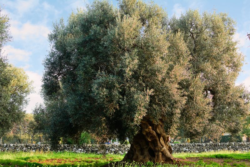 Ulivo Secolare nel Salento