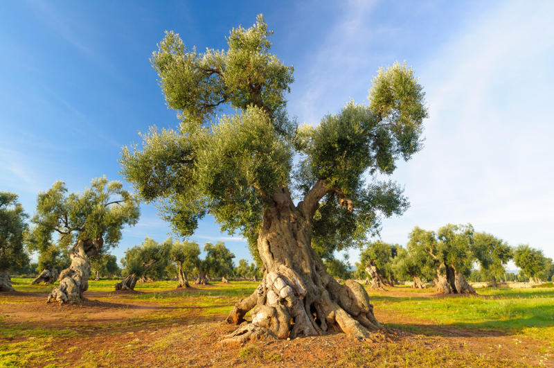 ulivi secolari salento